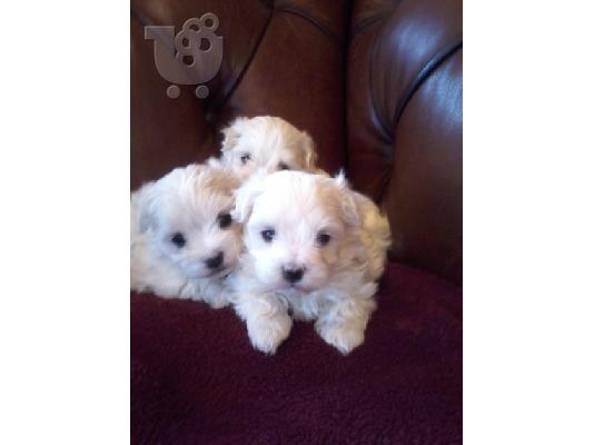 PoulaTo: X-Mass Maltese Puppies Available